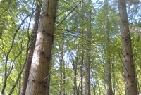 Gemengde loof- en naaldbossen in Roemenie
