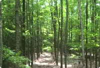 Aangeplante bossen in Roemenie