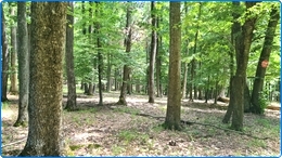 1400 hectare loofbos te koop in Roemenie