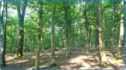 450 hectare loofbos te koop in Roemenie